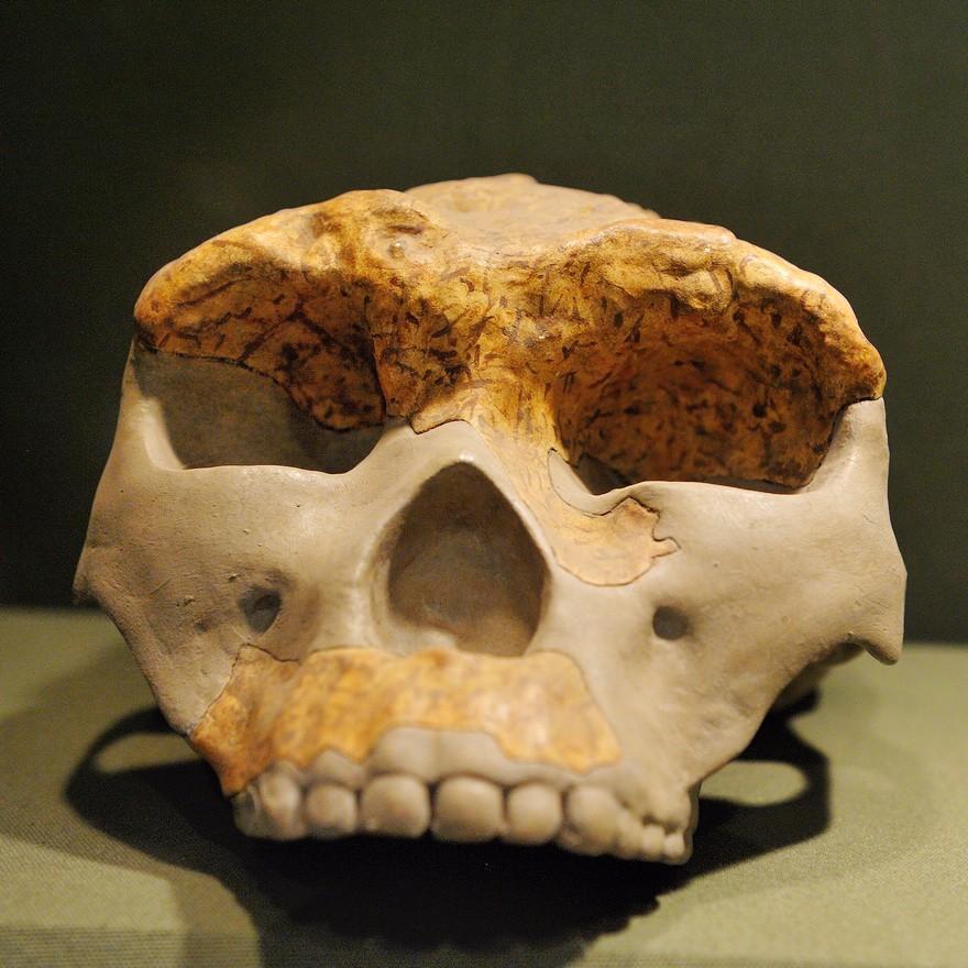 人骨化石图片