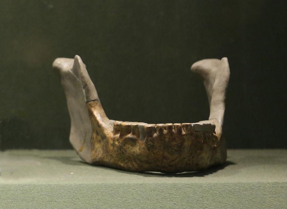 蓝田人头骨化石